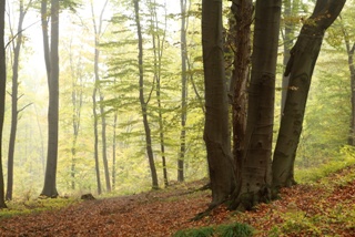 Cartea Verde a Contabilitatii: solutii practice, explicatii si recomandari din partea specialistilor