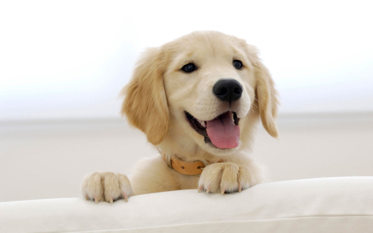 Pui golden retriever 1280x800 Pui golden retriever 1280x800