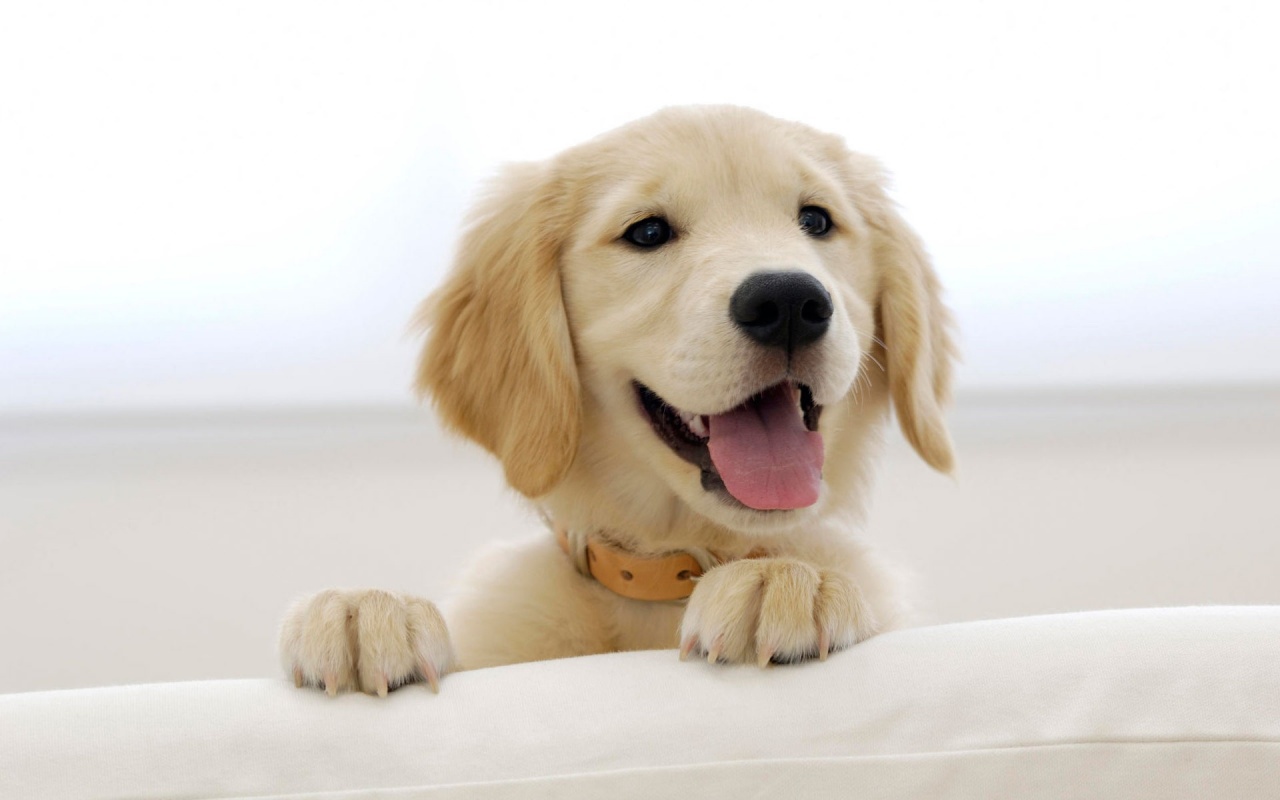 Pui golden retriever 1280x800