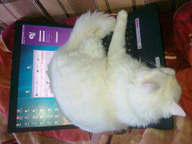 Pufi Pufi