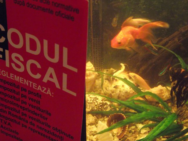Animale conta Animale conta
