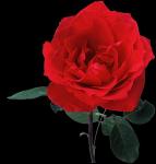 alina cirlan's Photo