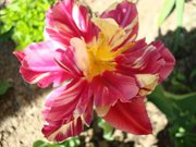 Simona Elena_185504's Photo