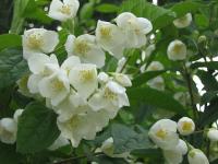 Nicoleta Nicole's Photo